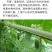 拇指西瓜种子春夏秋冬四季水果种子盆栽阳台
