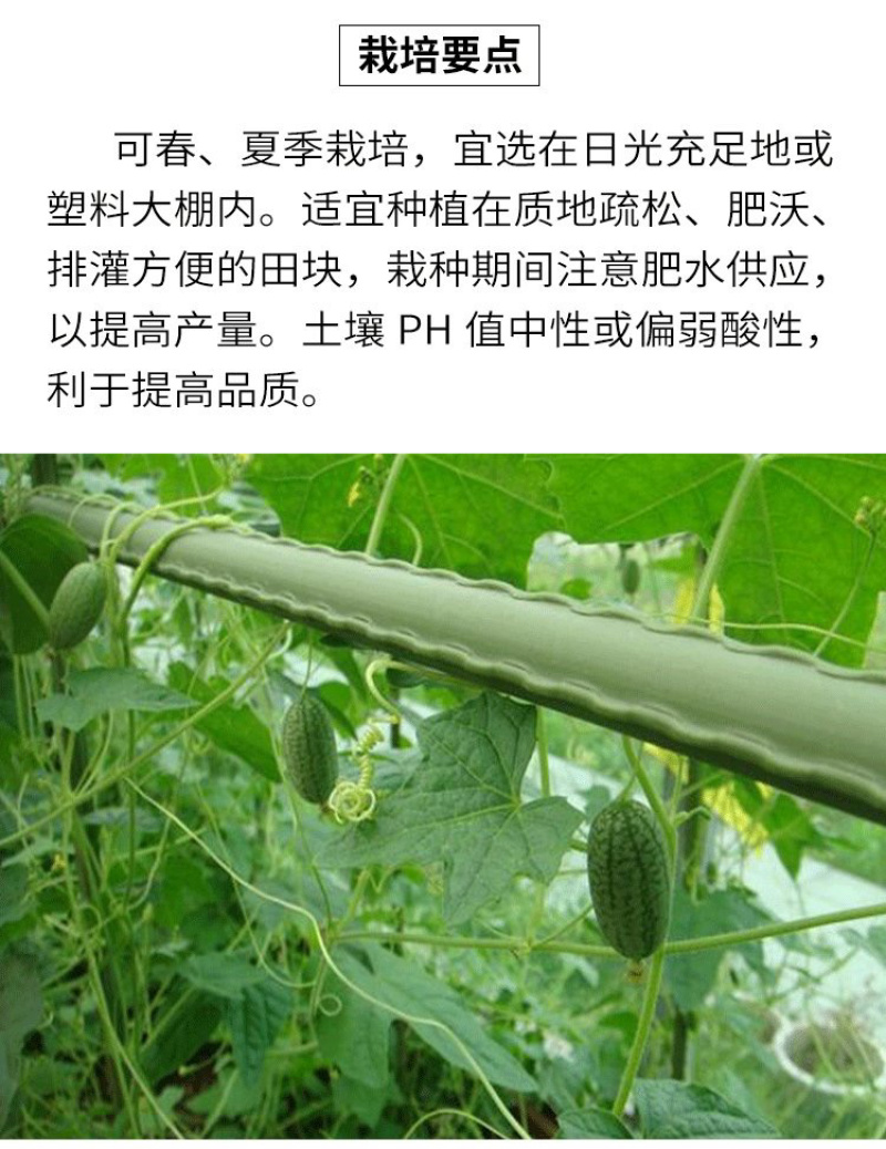 拇指西瓜种子春夏秋冬四季水果种子盆栽阳台