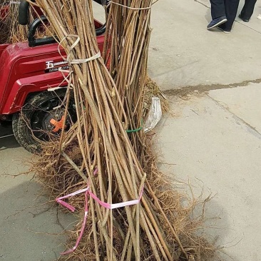 连翘苗，精品货，什么规格都有。