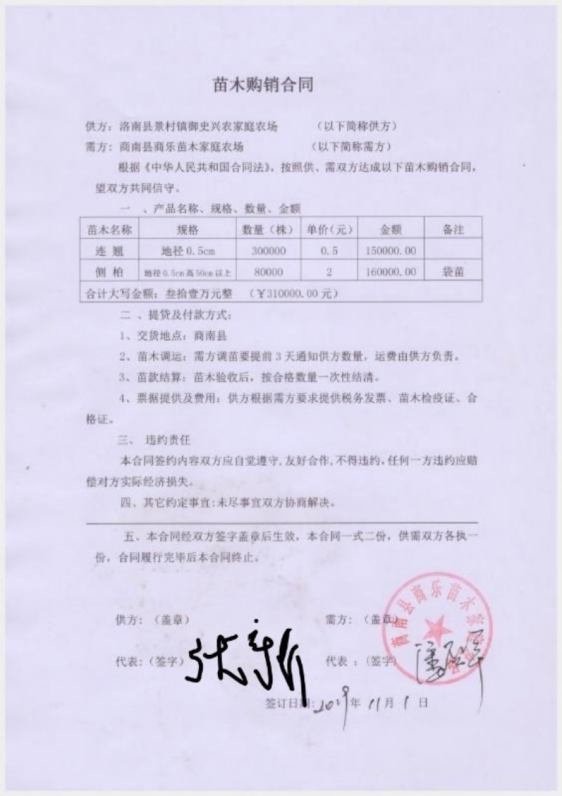 连翘苗，精品货，什么规格都有。