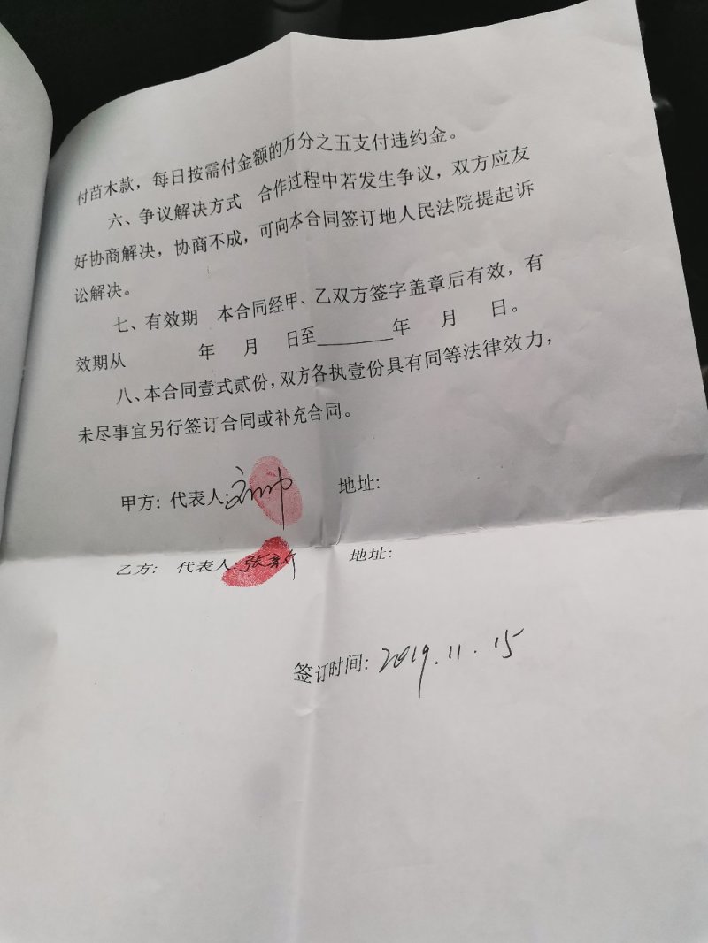 连翘苗，精品货，什么规格都有。
