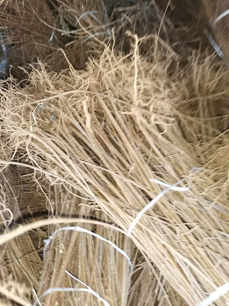 连翘苗，精品货，什么规格都有。
