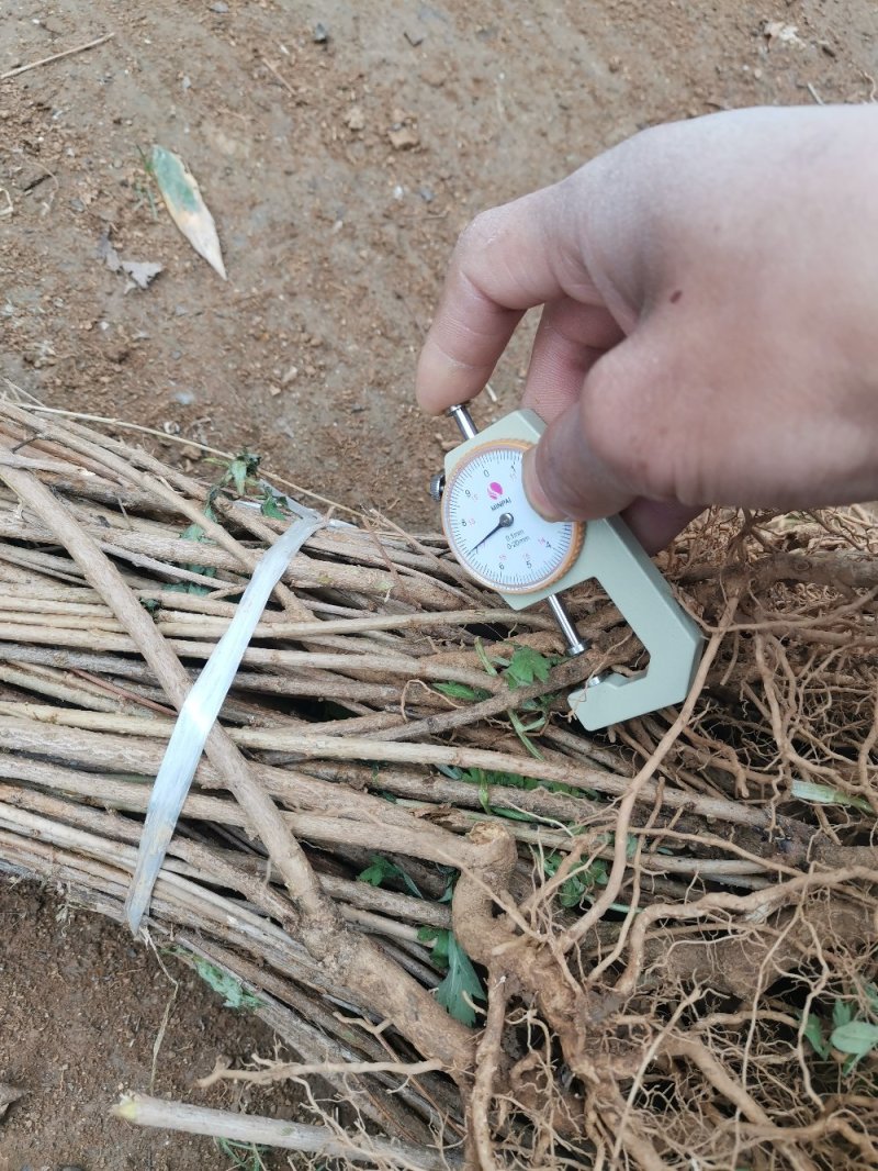 连翘苗，精品货，什么规格都有。