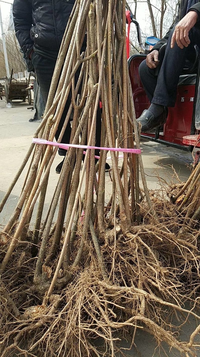 连翘苗，精品货，什么规格都有。