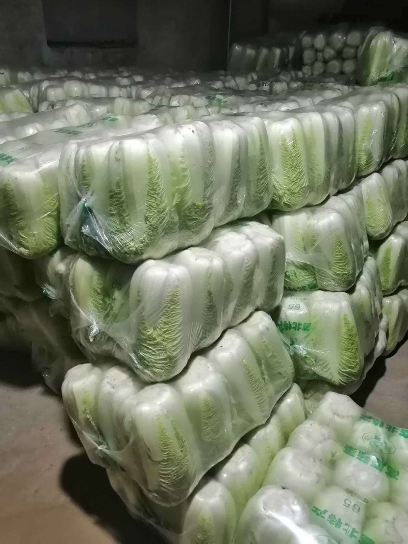 小叶菠菜35~40厘米大量供应