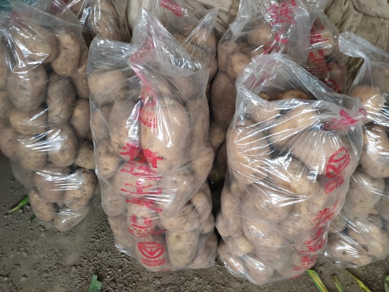 小叶菠菜35~40厘米大量供应