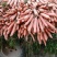 小叶菠菜35~40厘米大量供应