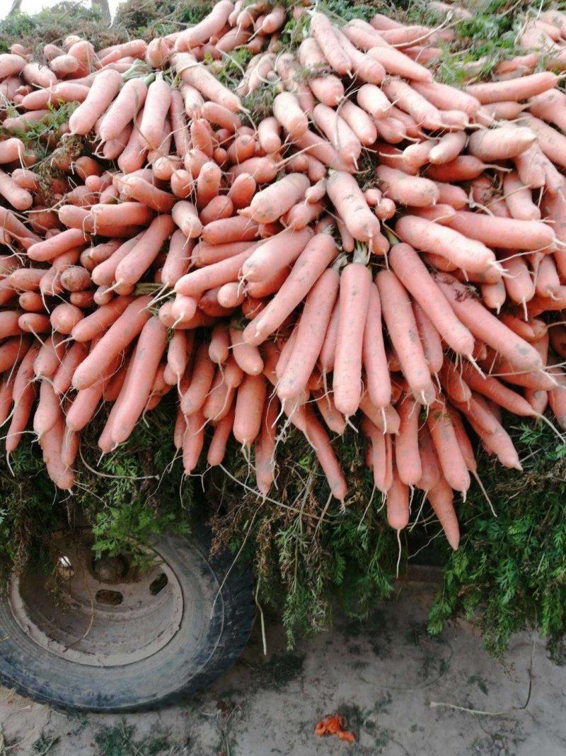 小叶菠菜35~40厘米大量供应