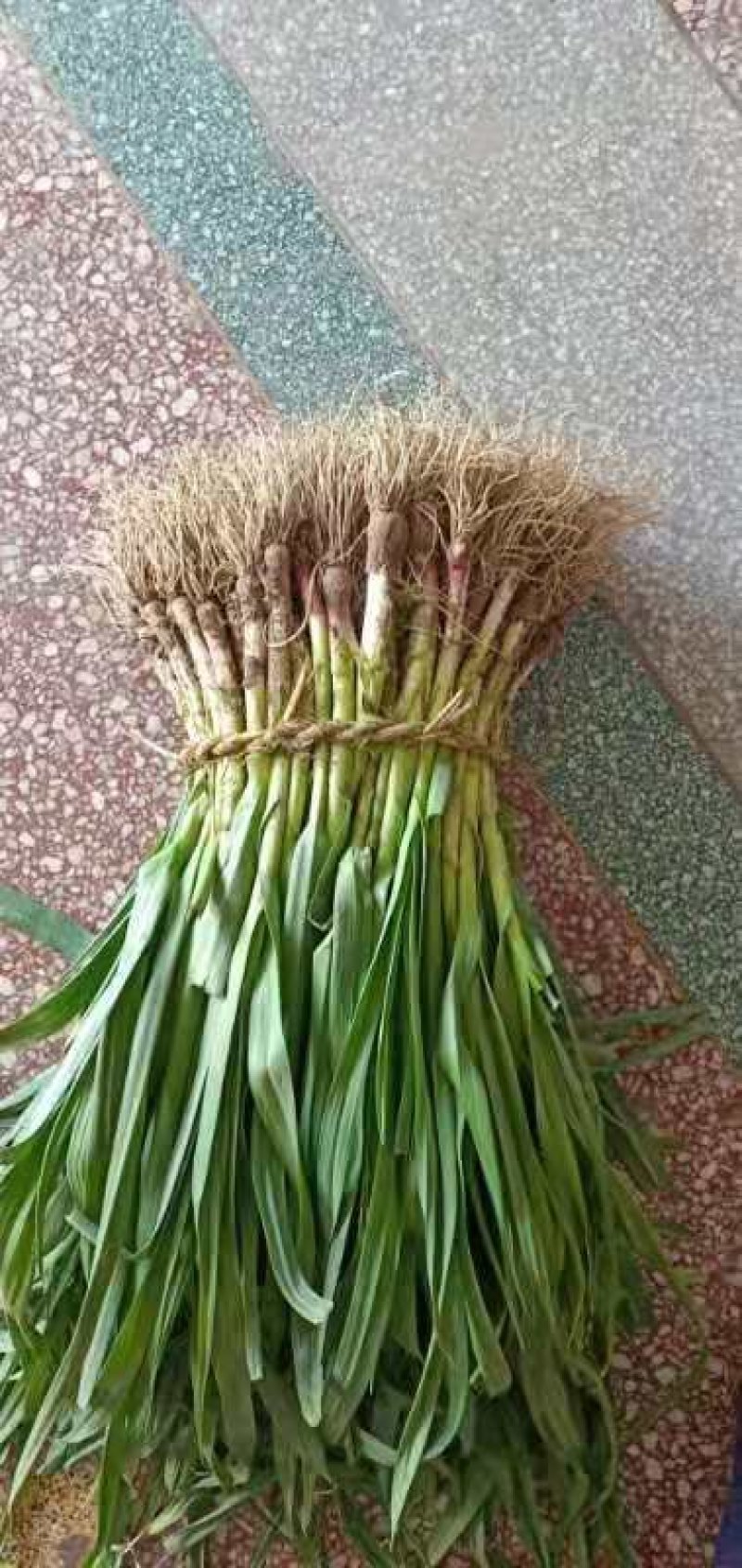 小叶菠菜35~40厘米大量供应