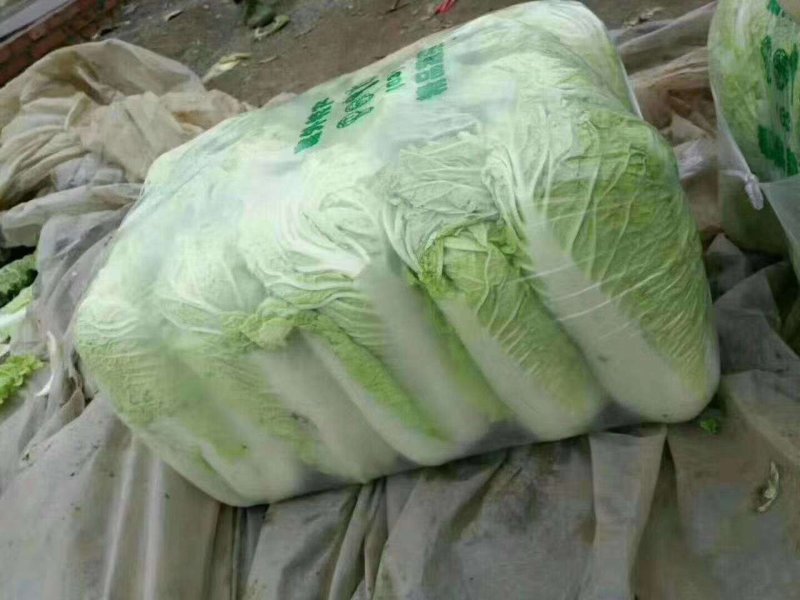 小叶菠菜35~40厘米大量供应