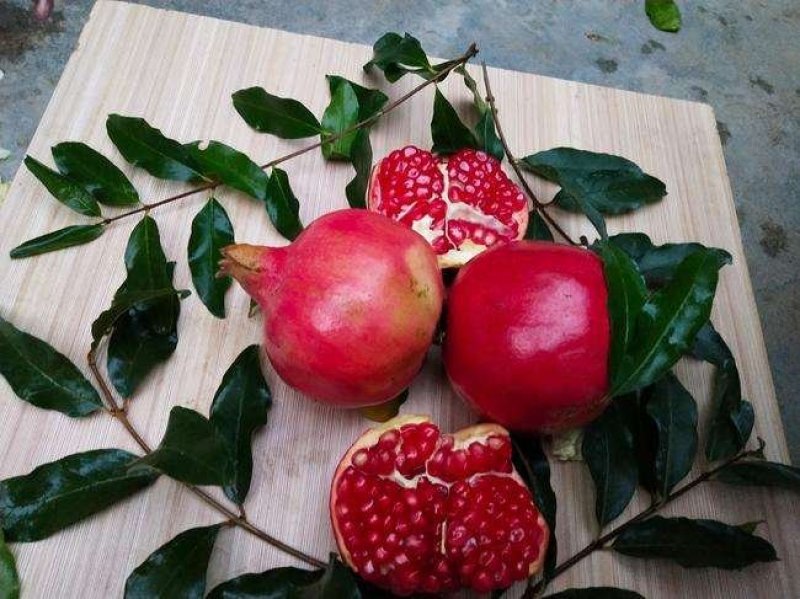 蒙阳红石榴树苗根系发达易成活现挖发货保成活