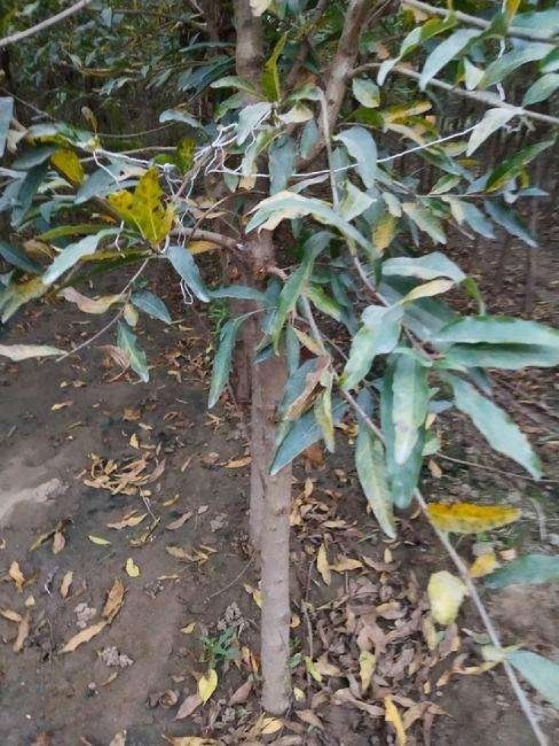 蒙阳红石榴树苗根系发达易成活现挖发货保成活