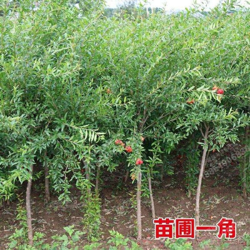 蒙阳红石榴树苗根系发达易成活现挖发货保成活