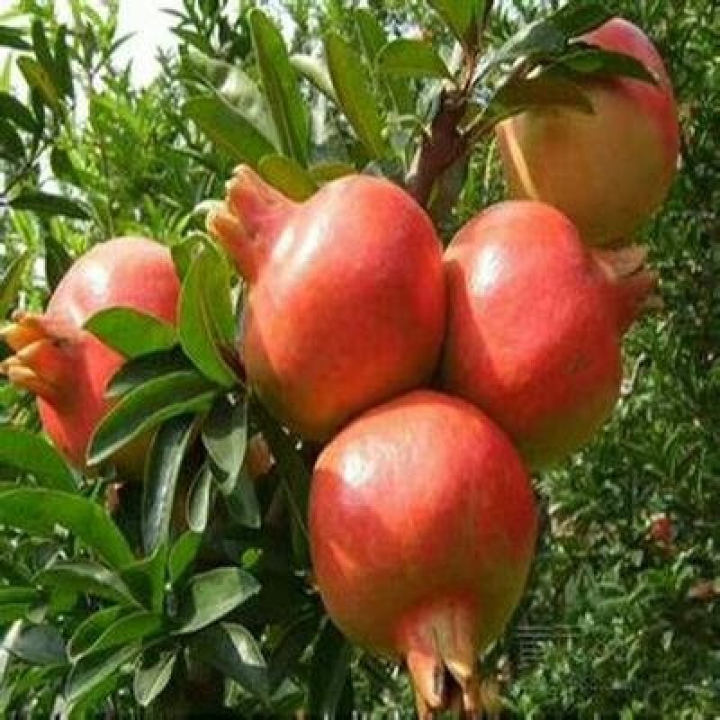蒙阳红石榴树苗根系发达易成活现挖发货保成活