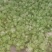 四川蔬菜基地直供新鲜榨菜成都应季涪陵榨菜