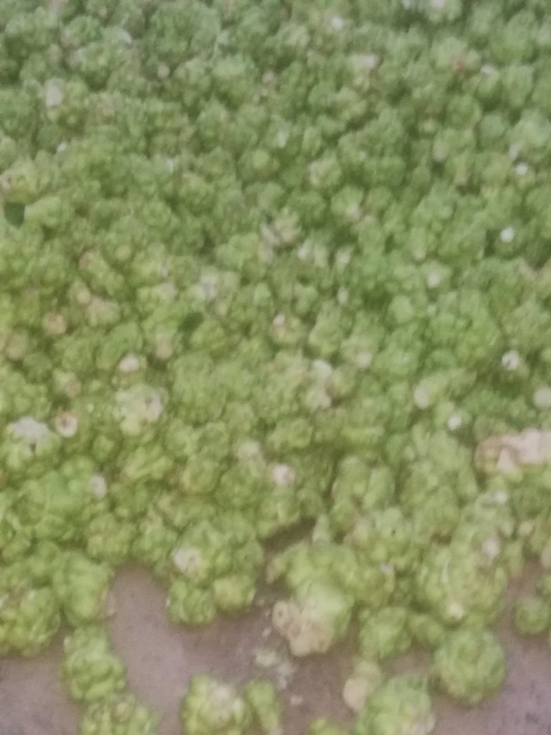 四川蔬菜基地直供新鲜榨菜成都应季涪陵榨菜