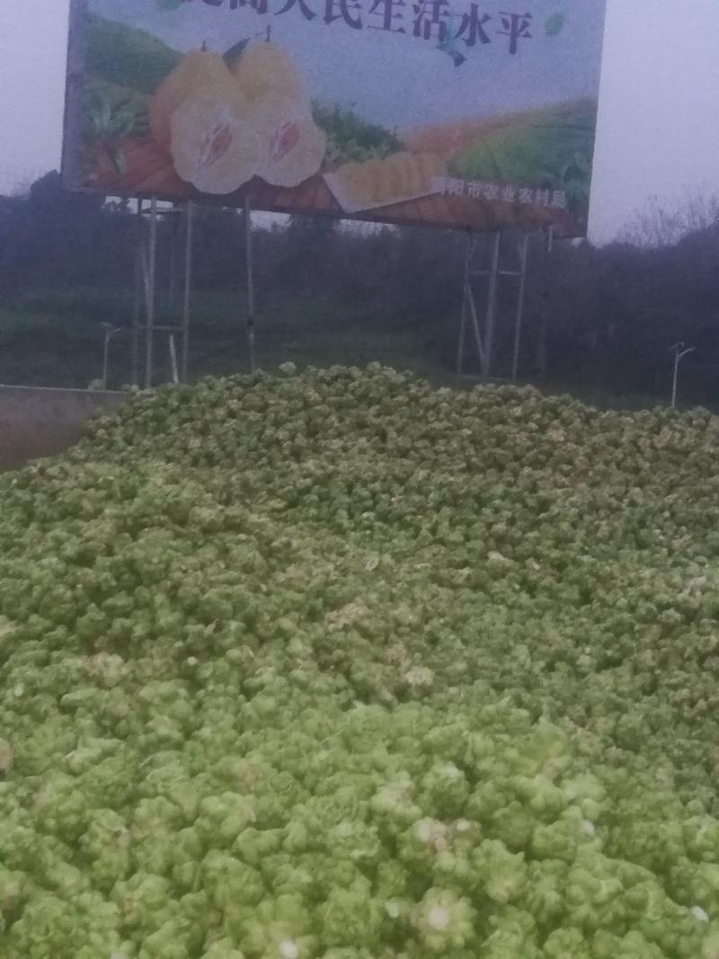 四川蔬菜基地直供新鲜榨菜成都应季涪陵榨菜