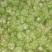 四川蔬菜基地直供新鲜榨菜成都应季涪陵榨菜