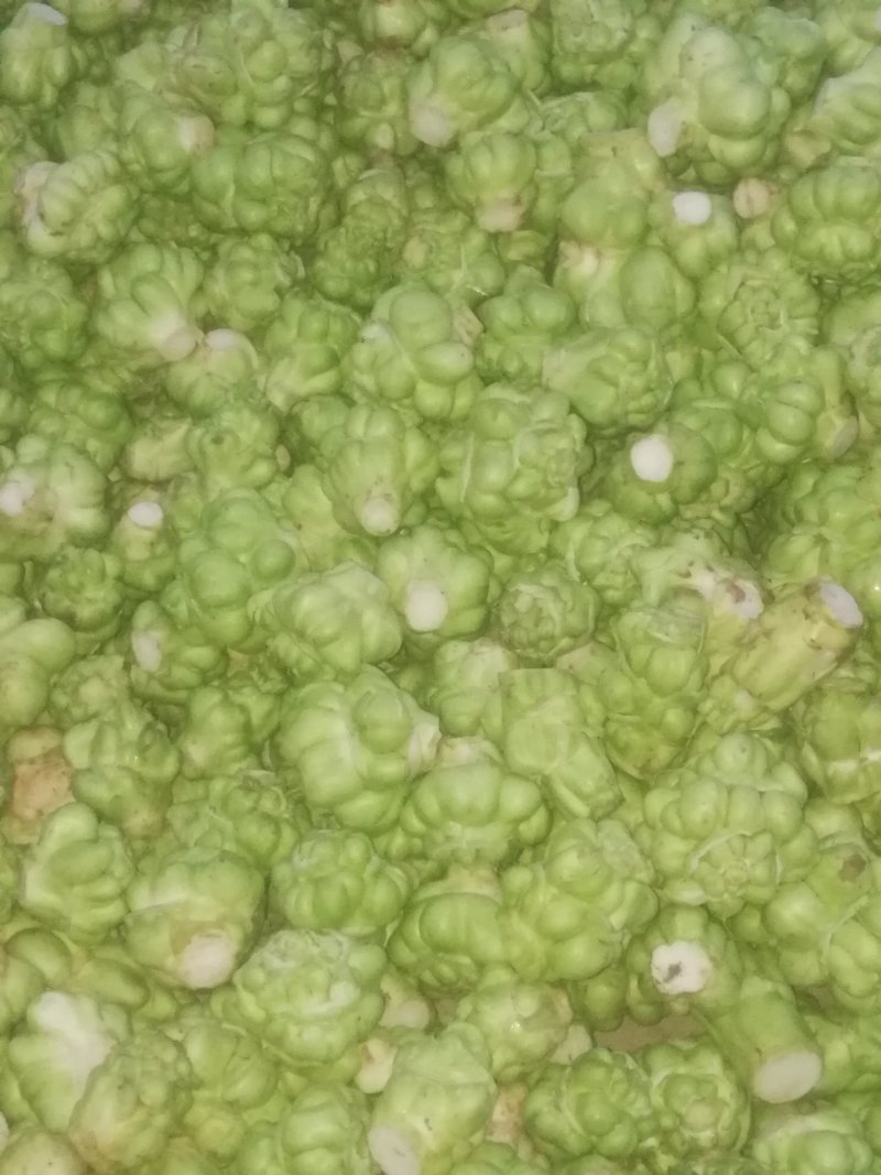 四川蔬菜基地直供新鲜榨菜成都应季涪陵榨菜