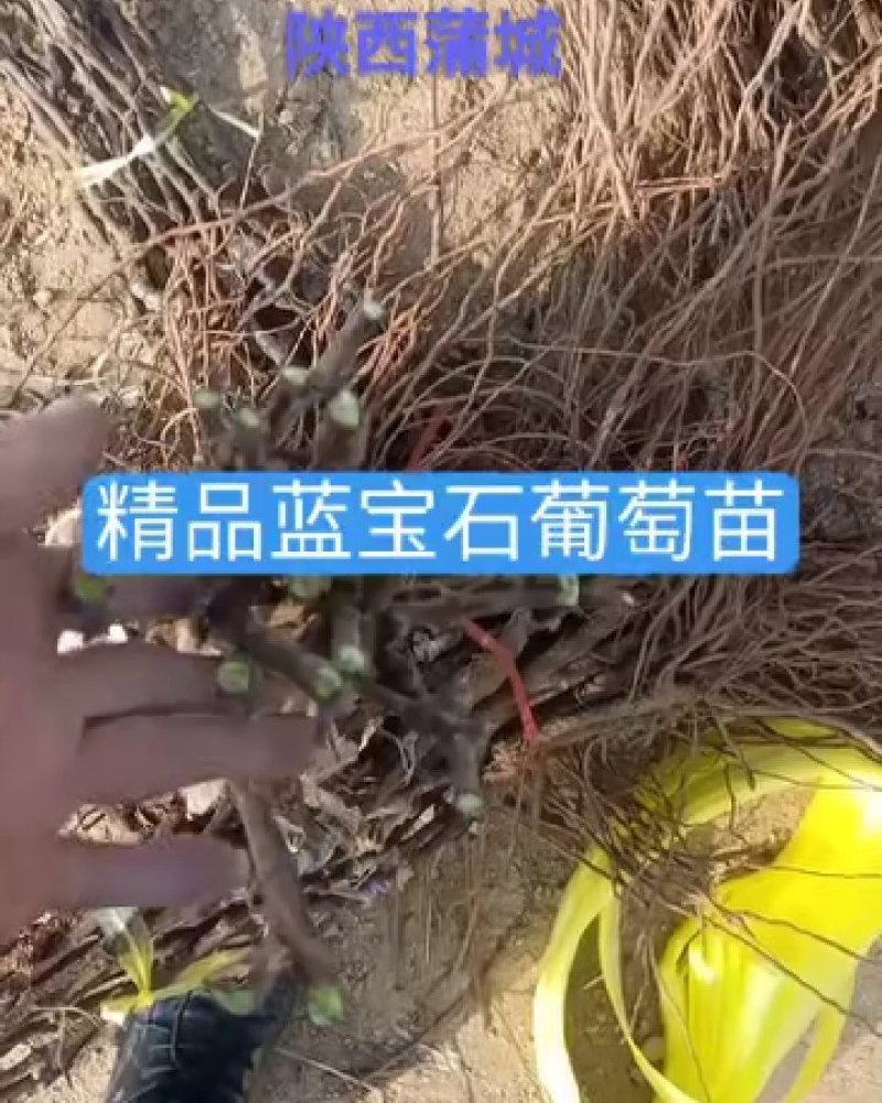 大量供应甜蜜蓝宝石葡萄苗基地直销保品系保质量