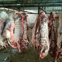 精品正宗的纯干黄牛鲜牛肉