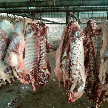 精品正宗的纯干黄牛鲜牛肉