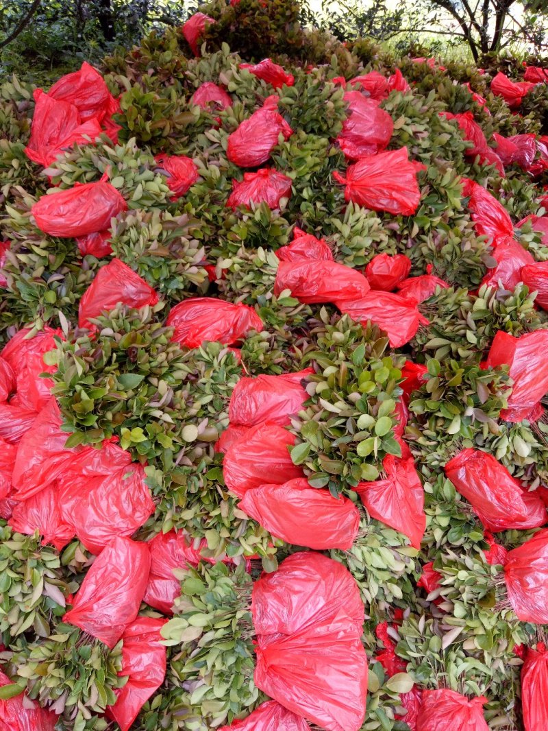 大量供应油茶小苗500万