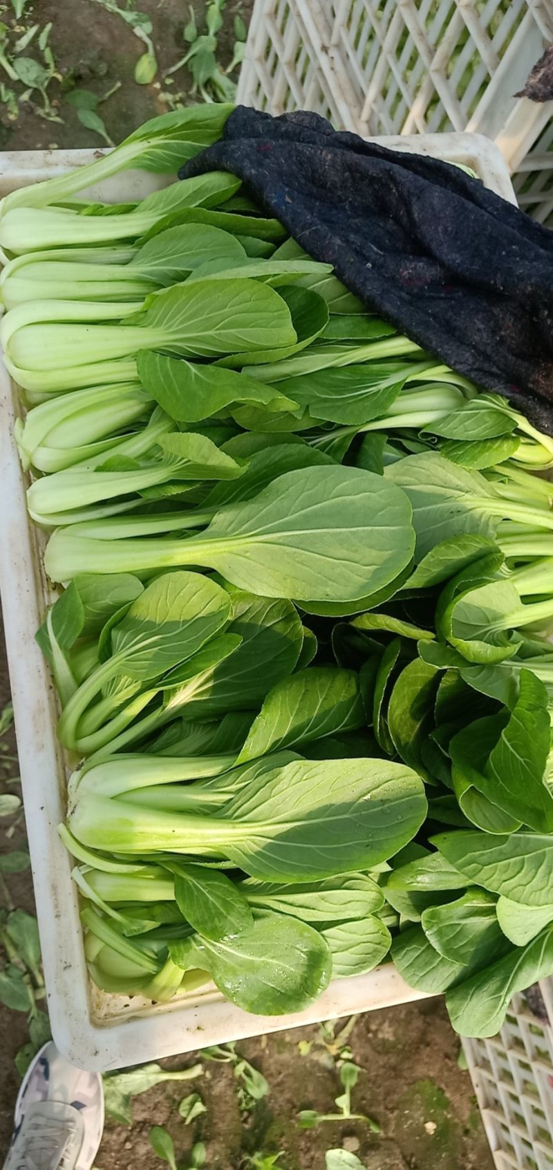 【热卖】油菜上海青小青菜质量保证可产地看货常年有货