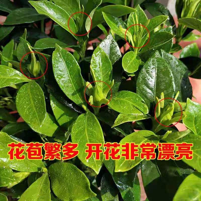 四季栀子盆栽盆景四季花卉浓香绿植植物好养