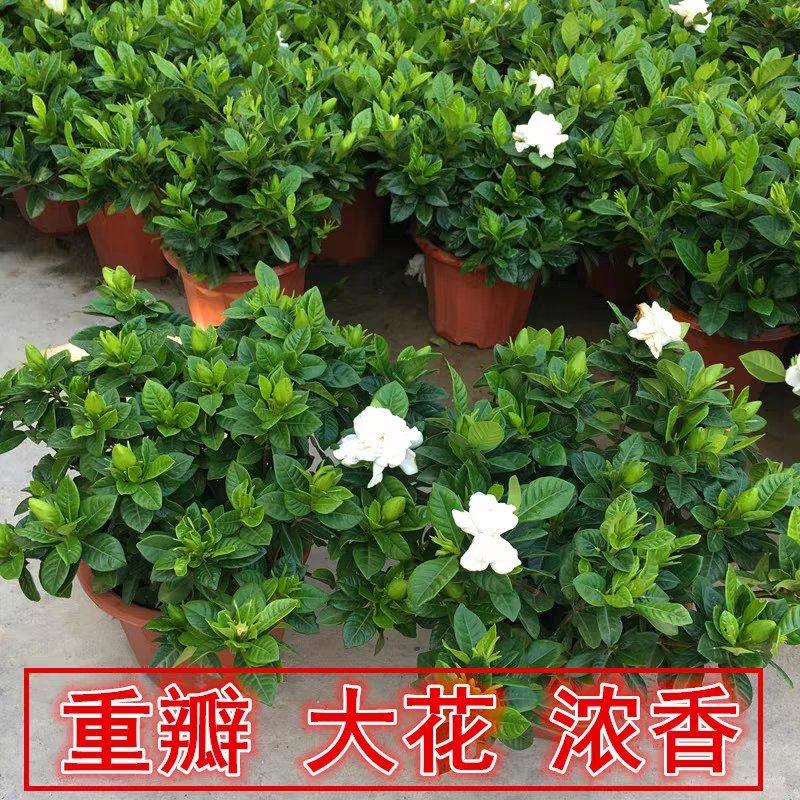 四季栀子盆栽盆景四季花卉浓香绿植植物好养