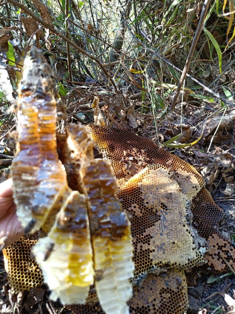 深山野蜂蜜！假一赔十，可视频看货，，，，