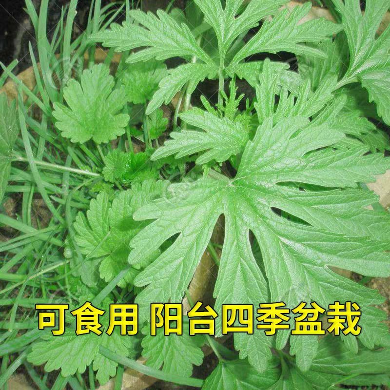 正品益母草种子苗阳台四季盆栽蔬菜种籽孑野生野菜食用籽
