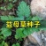 正品益母草种子苗阳台四季盆栽蔬菜种籽孑野生野菜食用籽