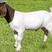 [热]波尔山羊纯种波尔山羊怀孕母羊全国包邮包技术包成活