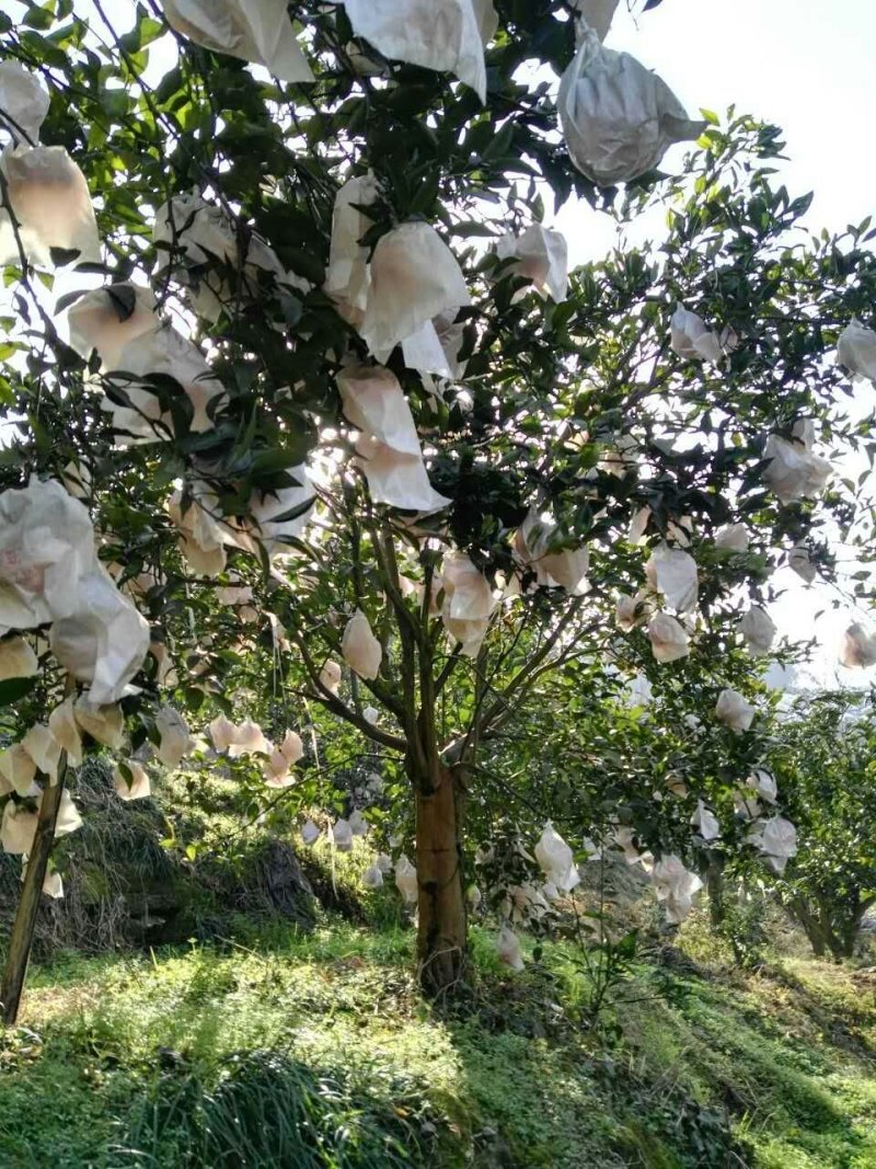 柑橘类耙耙柑春见口感好高山货