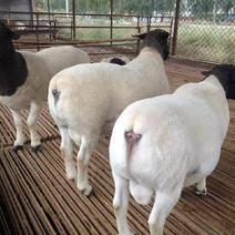 杜泊绵羊养殖场直销怀孕母羊，2只起全国包技术