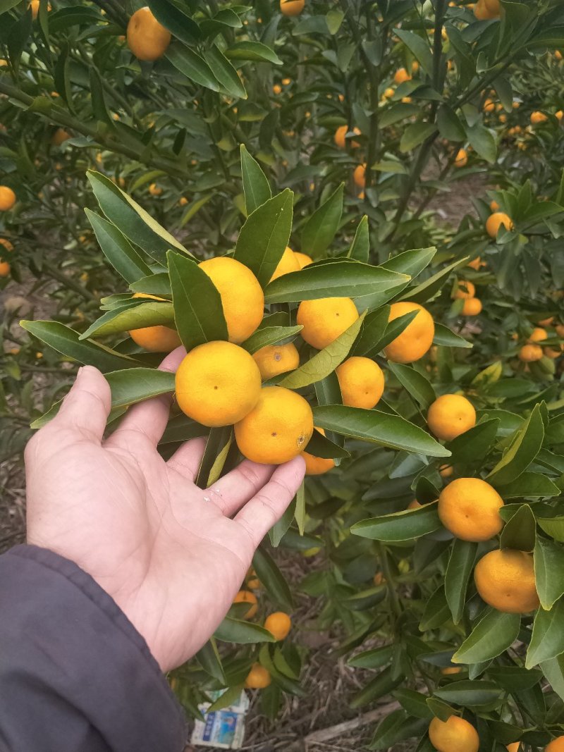 马水桔