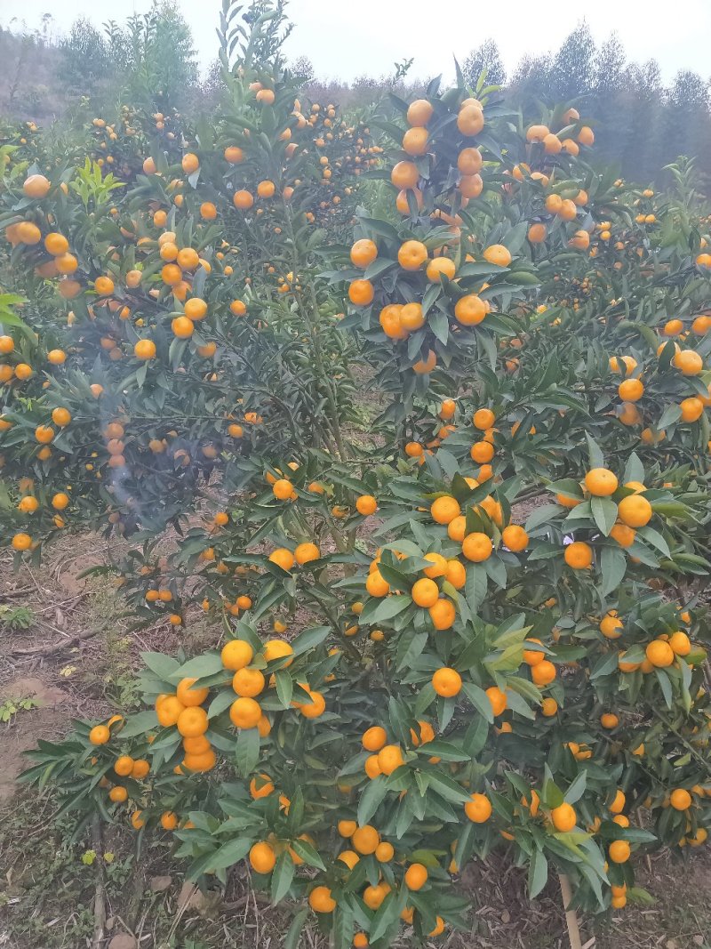 马水桔