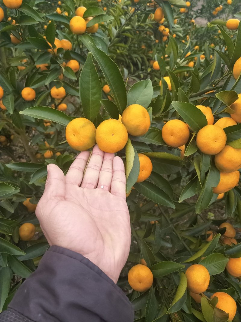 马水桔