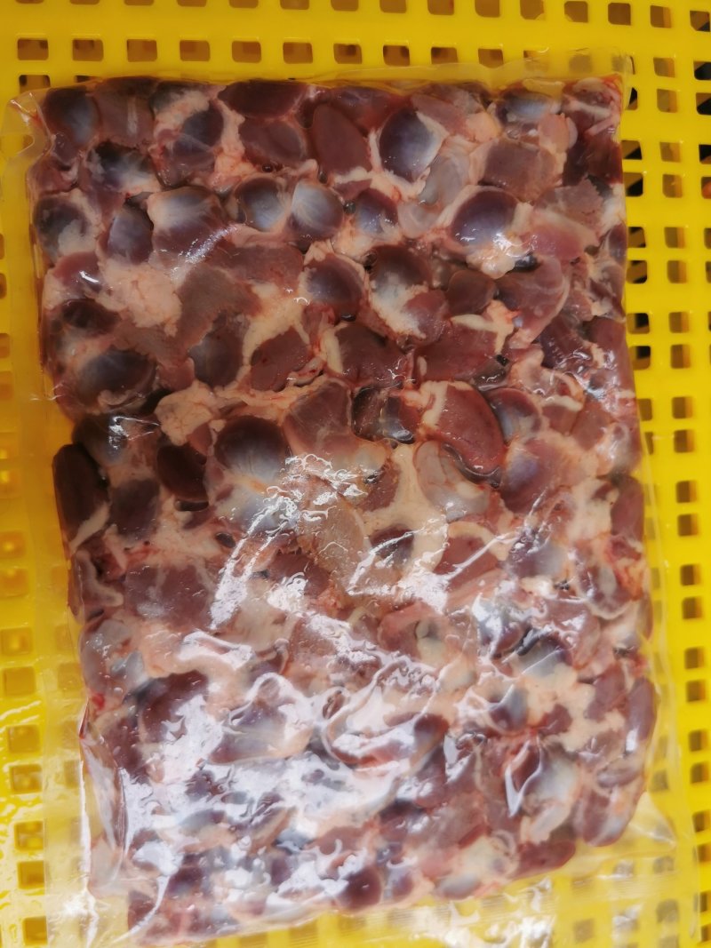 白羽王鸽