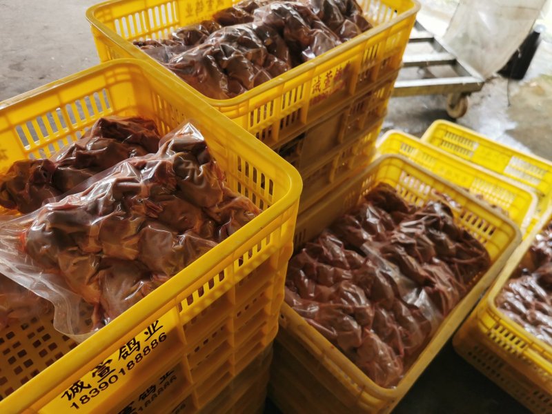 白羽王鸽