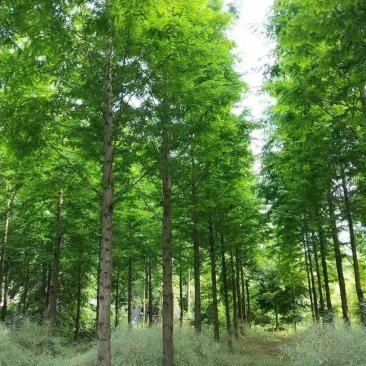 水杉，杉树，四川水杉基地出售，成都水杉批发价格