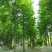 水杉，杉树，四川水杉基地出售，成都水杉批发价格