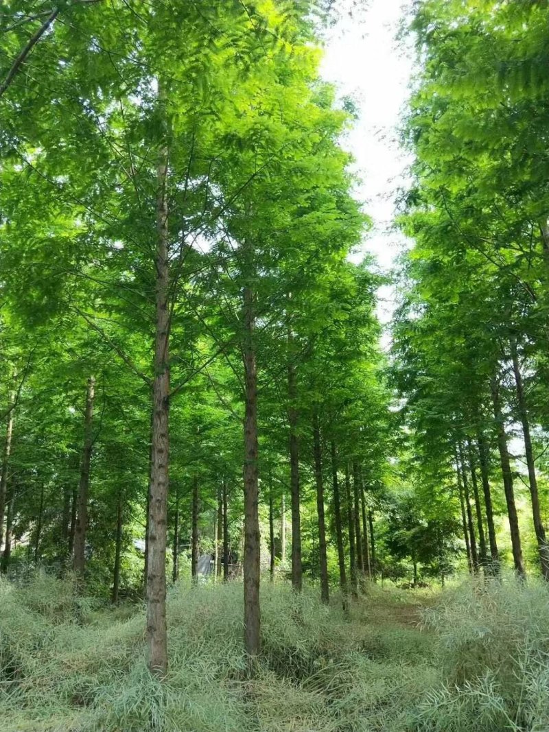 水杉，杉树，四川水杉基地出售，成都水杉批发价格