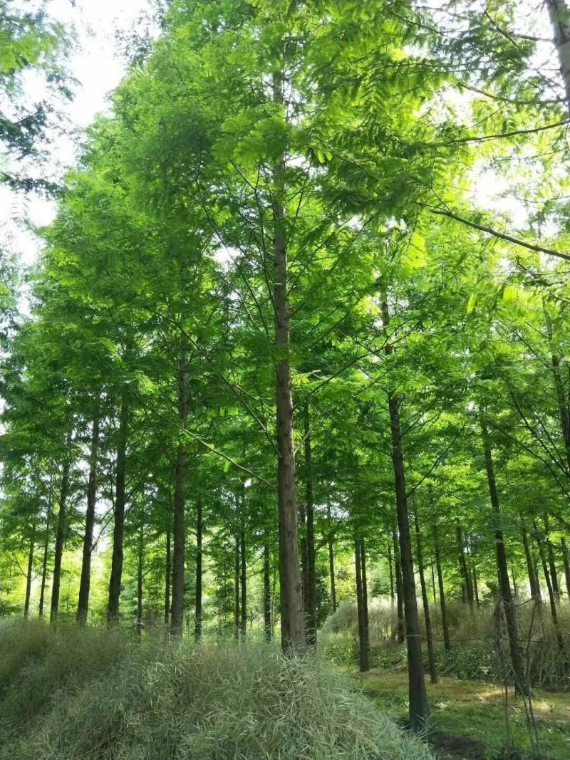 水杉，杉树，四川水杉基地出售，成都水杉批发价格