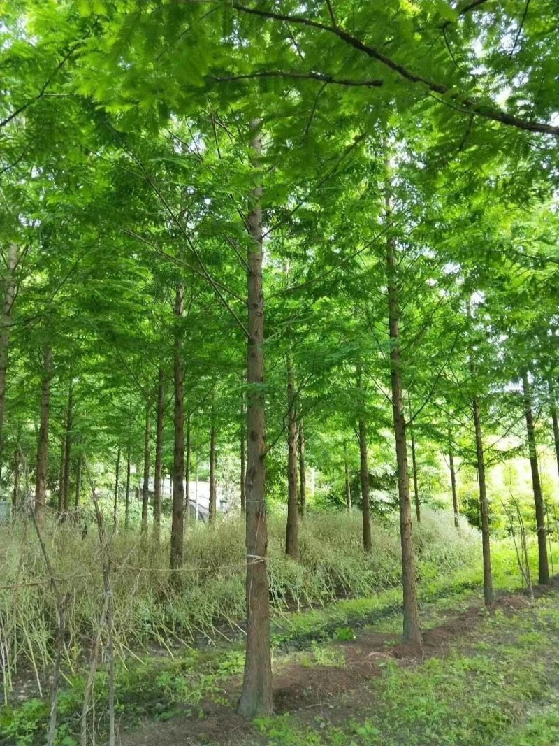水杉，杉树，四川水杉基地出售，成都水杉批发价格