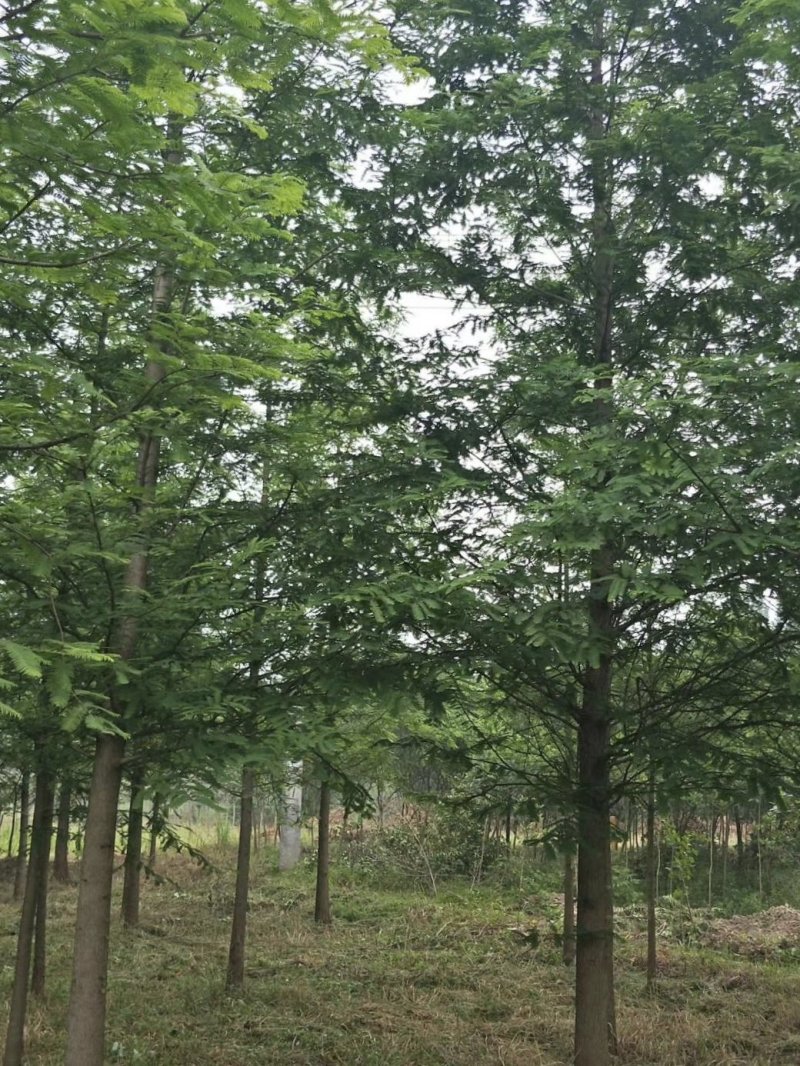 水杉，杉树，四川水杉基地出售，成都水杉批发价格