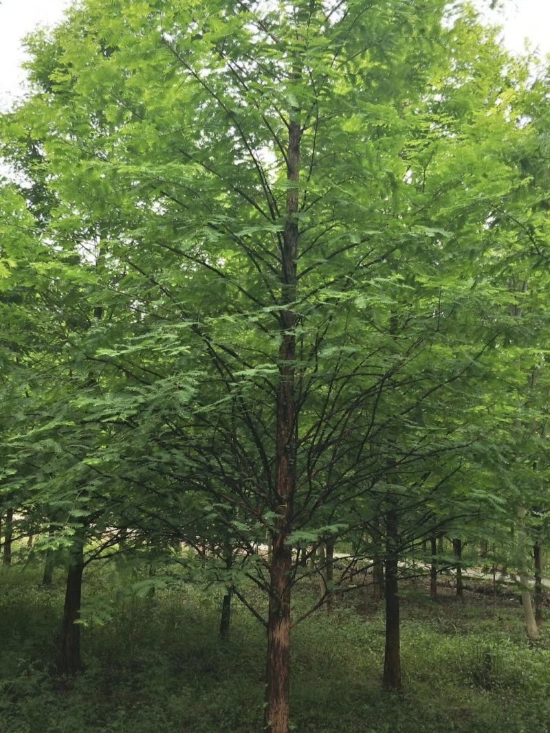 水杉，杉树，四川水杉基地出售，成都水杉批发价格