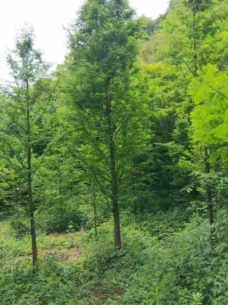水杉，杉树，四川水杉基地出售，成都水杉批发价格