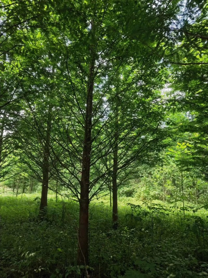 水杉，杉树，四川水杉基地出售，成都水杉批发价格